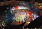 motley Kala Severum (Cichlasoma severum, Heros serverus) foto