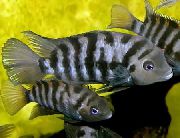 aquarium fish Convict Cichlid Archocentrus nigrofasciatus, Cichlasoma nigrofasciatum striped