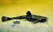 Буноцефал (Сом-коряга) Bunocephalus bicolor