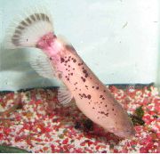 Сом электрический Malapterurus electricus