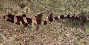 svītrains  Brūns-Atkarīgās Bambusa Kaķu Haizivs (Chiloscyllium punctatum) foto
