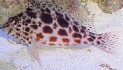 Плямистий Риба Кудрепер Кораловий (Кудрепер Краснопятністий Кудрепер-Ельф) (Cirrhitichthys oxycephalus, Cirrhites oxycephalus) фото