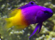 Фіолетовий Риба Грамма Королівська (Gramma loreto, Royal gramma) фото