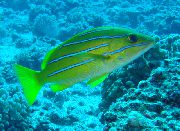 Bluestripe Plaudis dzeltens Zivs