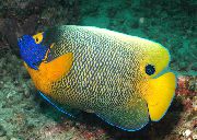 odijelo Riba Blueface Angelfish (Pomacanthus xanthometopon, Euxiphipops xanthometopon) foto