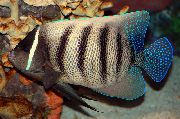 Ангел шестиполосый (Секстриатус) Pomacanthus sexstriatus, Euxiphipops sexstriatus