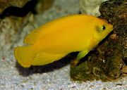 Жовтий Риба Центропіг Жовтий (Карликовий Ангел Геральд) (Centropyge heraldi) фото
