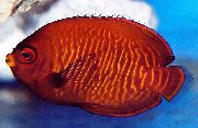 Röd Fisk Gyllene Ängel (Centropyge aurantia) foto