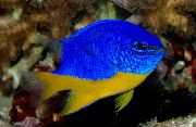 Taivaansininen Damselfish Sekalainen Kala