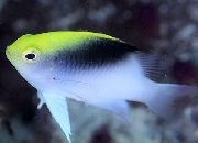 Rolland N Damselfish Sekalainen Kala