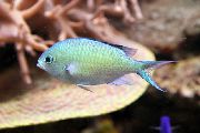 зялёны Рыба Хромис (Chromis) фота