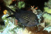 чорны Рыба Хромис (Chromis) фота