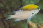 стракаты Рыба Хромис (Chromis) фота