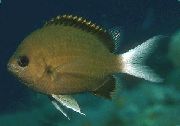 Chromis pruun Kala