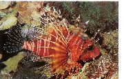Csíkos Hal Mombasa Lionfish (Pterois mombasae) fénykép