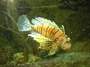 Csíkos Hal Volitan Lionfish (Pterois volitans) fénykép