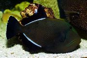aquarium fish Hawaiian Black Triggerfish Melichthys niger black