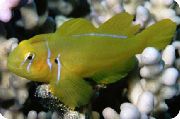 dzeltens Zivs Citronkoks Klauns Grunduļu (Gobiodon citrinus) foto