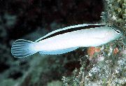 aquarium fish Smiths fang blenny, White Blenny Meiacanthus smithi silver