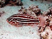 aquarium fish Soapfish, Golden Stripe Grammistes sexlineatus striped