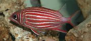 aquarium fish Crown squirrelfish Sargocentron diadema red