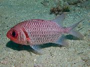 aquarium fish Doubletooth Soldierfish Myripristis hexagona red