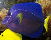 Зебрасома Жовтохвіст (Зебрасома Синя, Фіолетова) Синій Риба