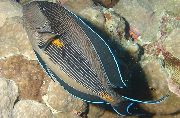pruhované Ryby Sohal Tang (Acanthurus sohal) fotografie