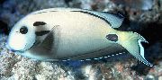 Luitenant Tang Wit Vis
