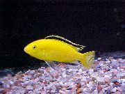 dzeltens Zivs Elektriskā Dzeltens Cichlid (Labidochromis caeruleus) foto