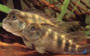Стеатокранус, Львиноголовая цихлида Steatocranus casuarius