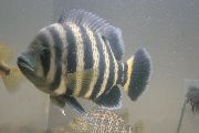 aquarium fish Buttikoferi Cichlid  Tilapia butterkofferi striped