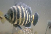 Тилапия баттеркофери Tilapia butterkofferi