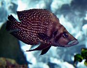 Альтолампрологус кальвус Altolamprologus calvus