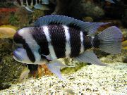 Цифотиляпия лобастая Cyphotilapia frontosa