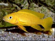 aquarium fish Lemon Cichlid, Orange Leleupi Cichlid Neolamprologus leleupi yellow