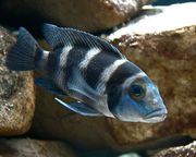 aquarium fish Tretocephalus Cichlid Lamprologus tretocephalus striped