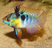 Ποικιλόχρους ψάρι Κριάρι (Papiliochromis ramirezi) φωτογραφία