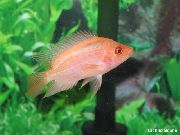 Рожевий Риба Цихлазома Губата (Amphilophus labiatus) фото