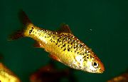 Guld Fisk Guld Hulling (Puntius sachsii) foto