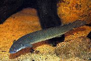 Grün Fisch Cuvier Bichir (Polypterus senegalus) foto