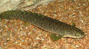 Полиптерус ретропиннис Polypterus retropinnis