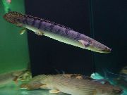Плямистий Риба Поліптерусов Уикса (Многопери Вікса) (Polypterus Weeksii) фото