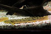 aquarium fish Marbled bichir Polypterus palmas palmas brown