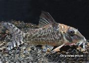 Плямистий Риба Коридорас Блоха (Сомик Блоха) (Corydoras blochi) фото