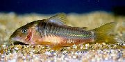 Золотистий Риба Коридорас Желтоплавнічний (Сомик Меланотенія, Сомик Райдужний) (Corydoras melanotaenia) фото
