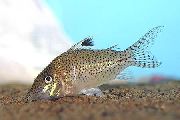Плямистий Риба Коридорас Леопардовий (Сомик Леопард) (Corydoras leopardus) фото