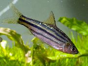 stripete Fisk Stripete Brodd (Puntius lineatus, barbus lineatus) bilde