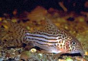 Плямистий Риба Коридорас Шульца (Сомик Харальдшультца) (Corydoras haraldschultzi) фото
