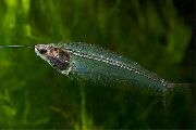 Glass Steinbit gjennomsiktig Fisk